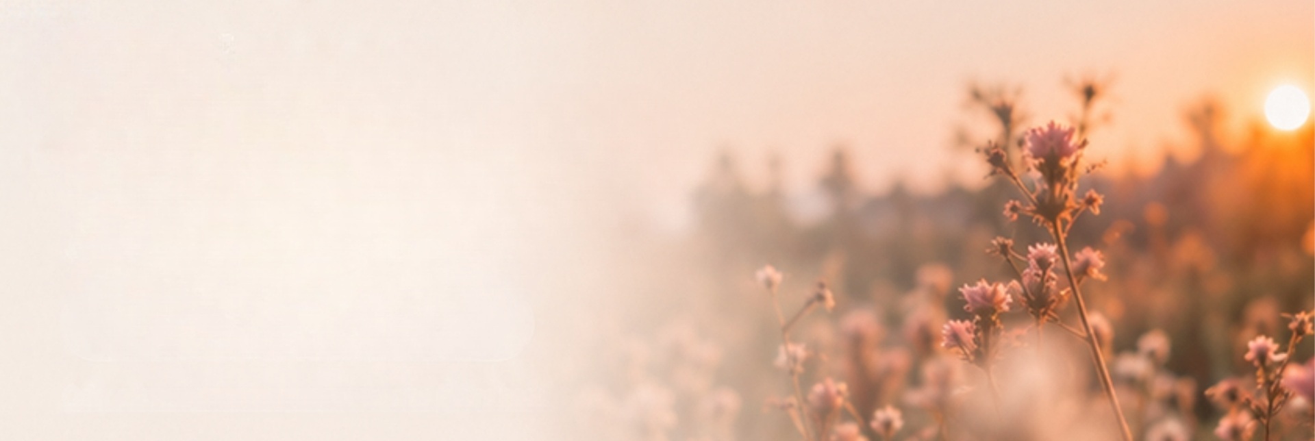 Hintergrundbild - Blumenwiese im Sonnenlicht
